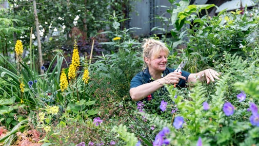 Gardener surrounded by plants and flowers in the foreground pruning at Castlefield Viaduct, Manchester